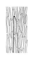 Brachythecium paradoxum, abaxial costal spine of stem leaf. Drawn from J. Lewinsky 74-500, CHR 240407.
 Image: R.C. Wagstaff © Landcare Research 2019 CC BY 3.0 NZ